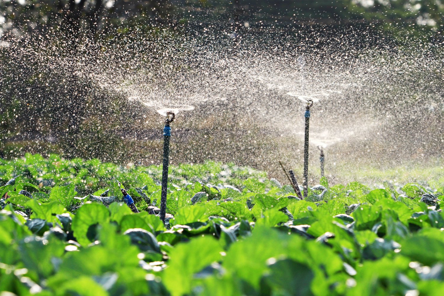 Advantages of Drip Irrigation