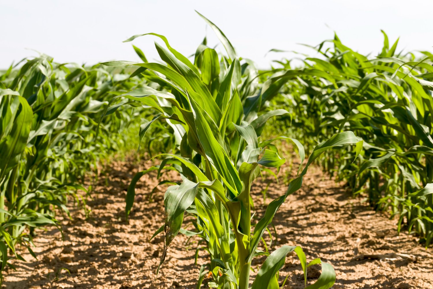 Awareness Program on High Yield Crops